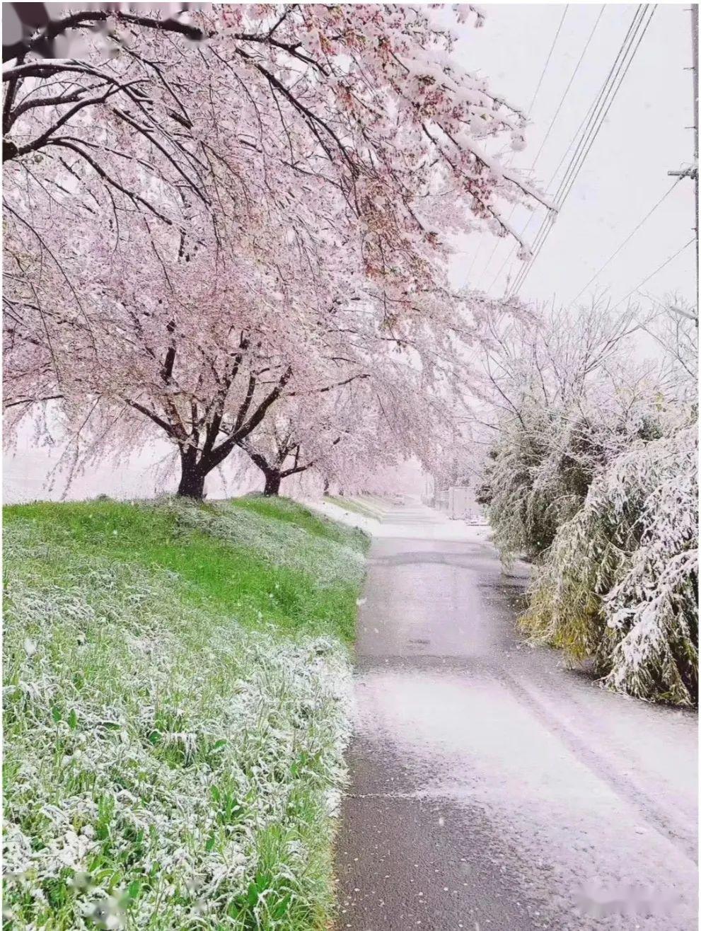 百年不遇的"雪樱 " 那是苍天在流泪_樱花