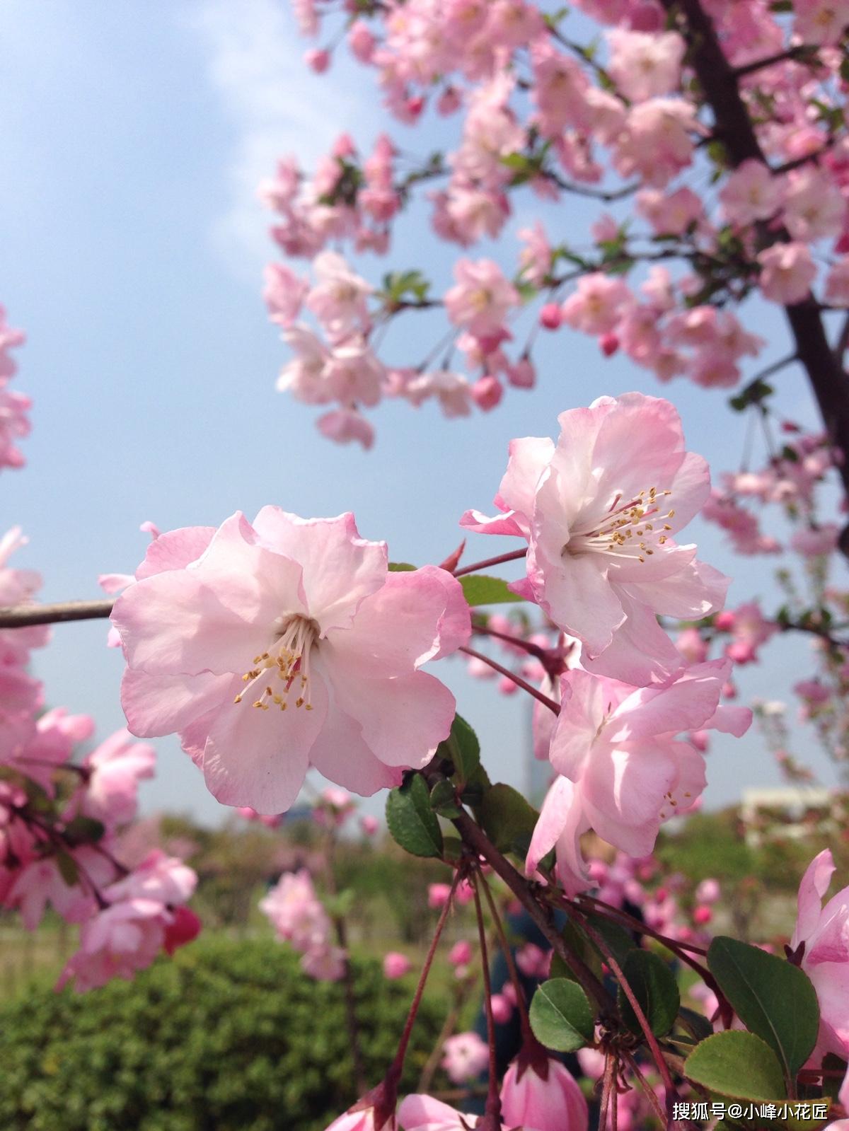 养护"海棠花",做好这几点,叶色柔媚,花形多姿,朵朵惹人爱