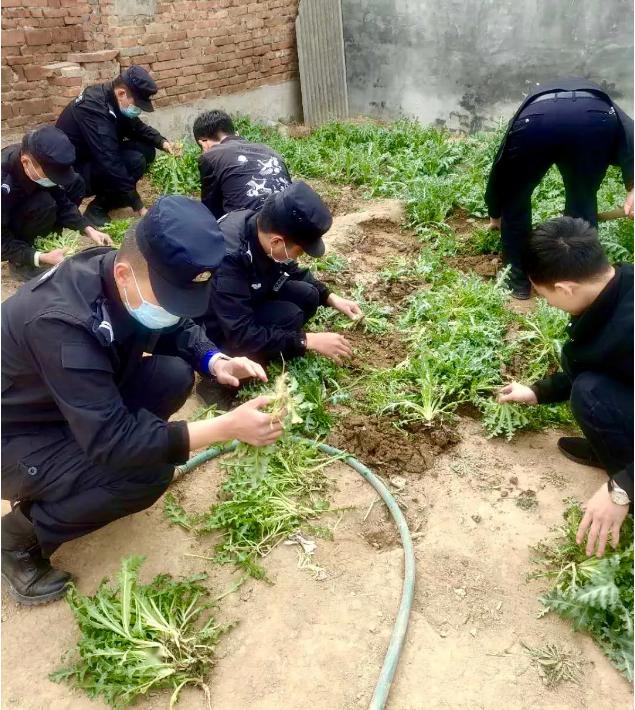 种植理由:"大烟花"(罂粟)开得好看,欣赏!