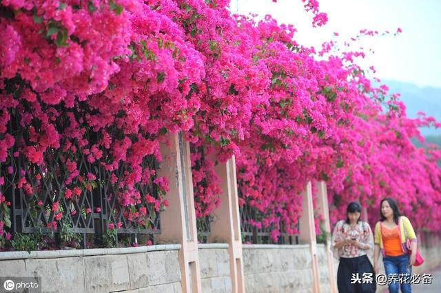 如何促进三角梅花芽分化 95bf4452c01b408890cad93049af6067.jpeg