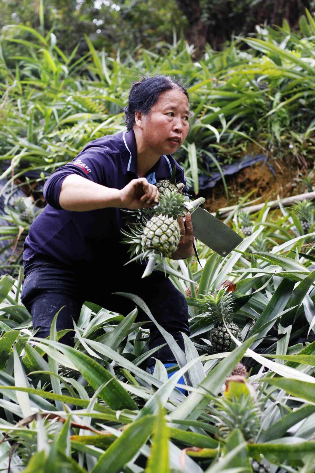 广东中山神湾菠萝