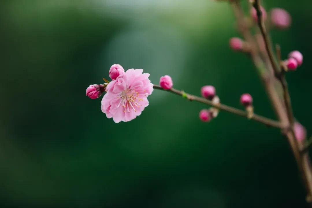 桃花,花似故人来