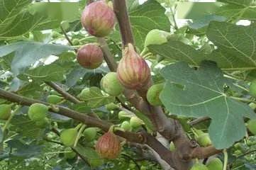 正和伙伴们一起玩耍…… 植物的果实通常生于花朵之后,然而无花果似乎