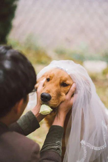 金毛婚纱照_金毛幼犬图片(2)