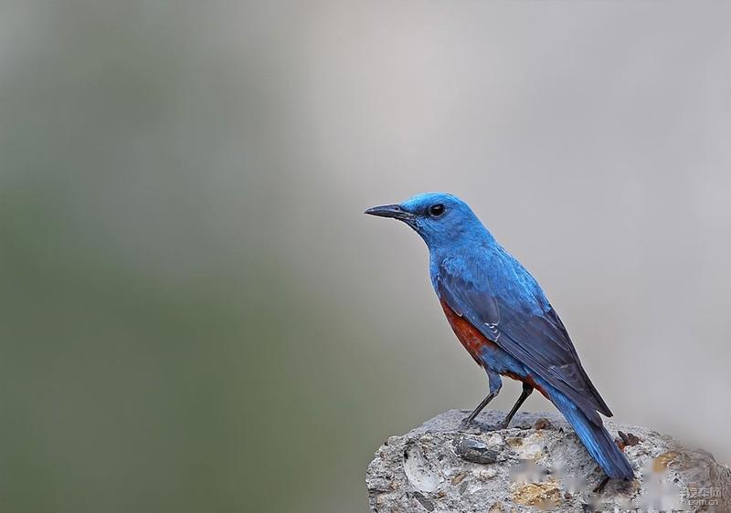 日产将车命名为"蓝鸟(bluebird)",正是寓意它能把幸福美满带给百姓