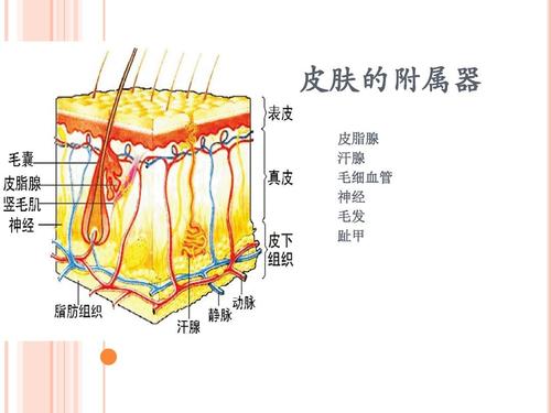 什么可以吸收核辐射 bdb16c20019b4c7e9f9a3a56db2799c3.jpeg
