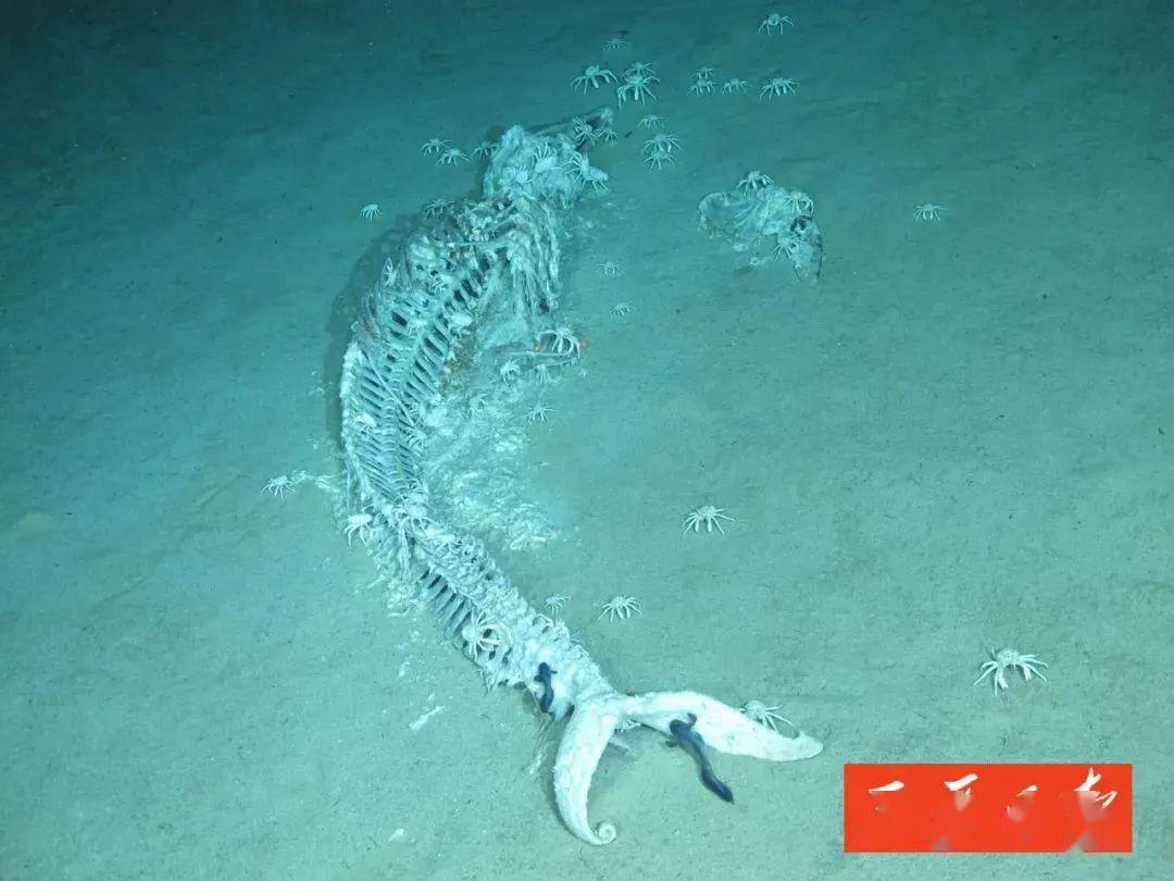 鲸落万物生曲谱_一鲸落万物生图片(3)