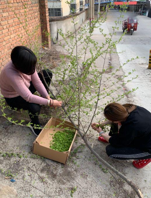 龙口爱吃榆钱的注意了!朋友圈都炸开锅了,再不看就晚了!