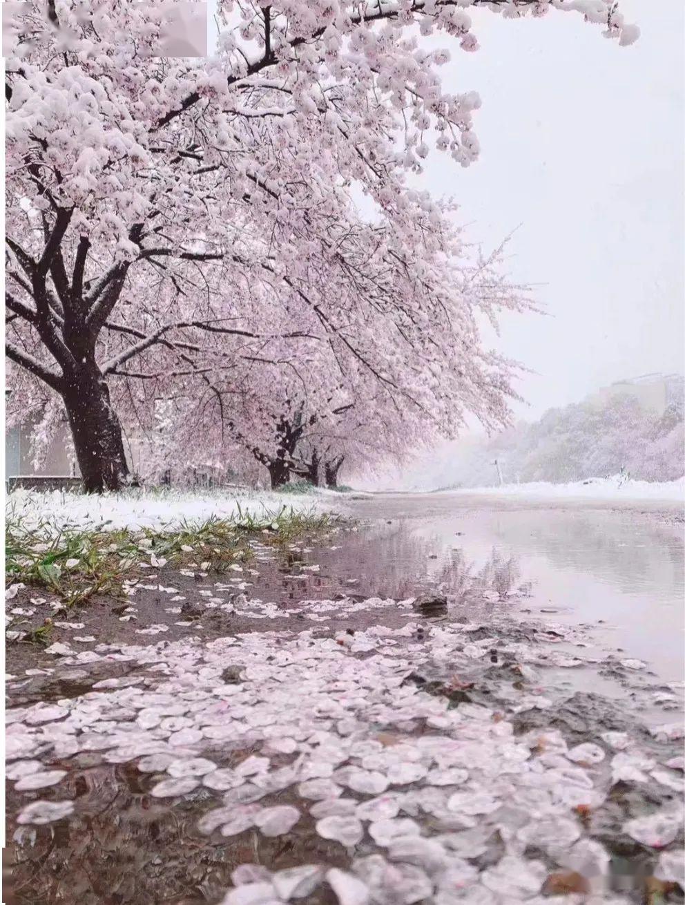 百年不遇的"雪樱 那是苍天在流泪_樱花