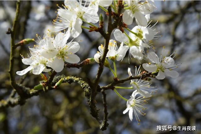 4月 谎言如蛊 伤透情人心 3生肖狠心分手 整理感情 不再回头 事情