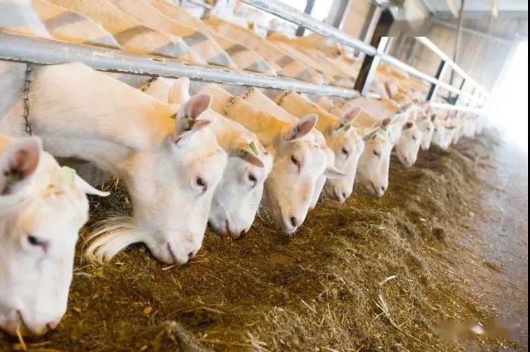 曹斌云关于抗疫期间促进奶山羊产业发展的建议