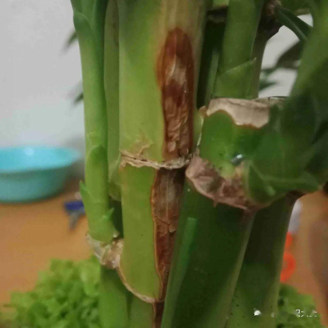 富贵竹经常烂根快用这种小粉末几天就能恢复如初
