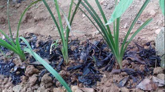 什么菜用草木灰好 fb49e635b80a468c9e842ca0ad12811d.jpeg