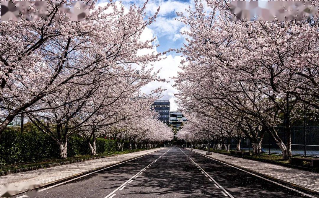 同济大学的樱花也迎来盛花期,200多株樱花树组成百米多长的"樱花大道"