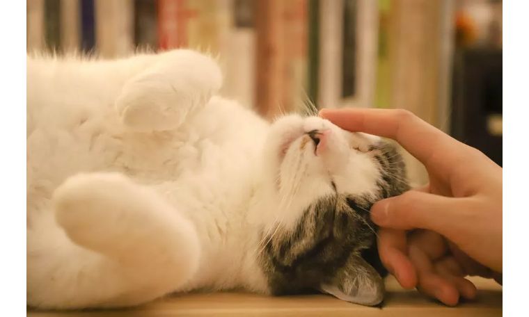 怎么看小猫是不是得猫癣 0149f702253040c09224e8883285c44f.jpeg