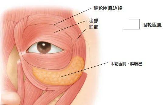 美容解剖学|美的秘诀