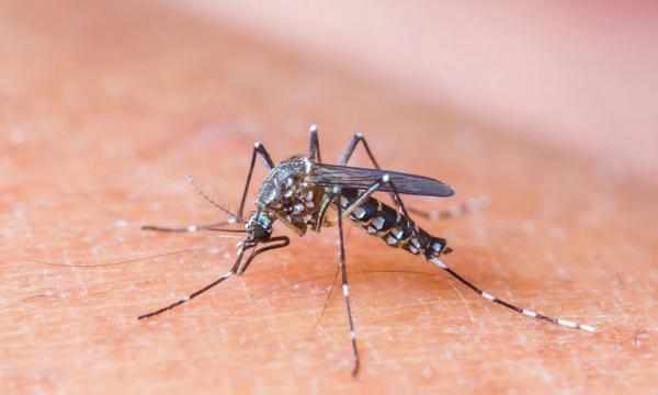 怎么才能减少蚊子 139bf897e2a64bdab5e28c90db1f7d02.jpeg