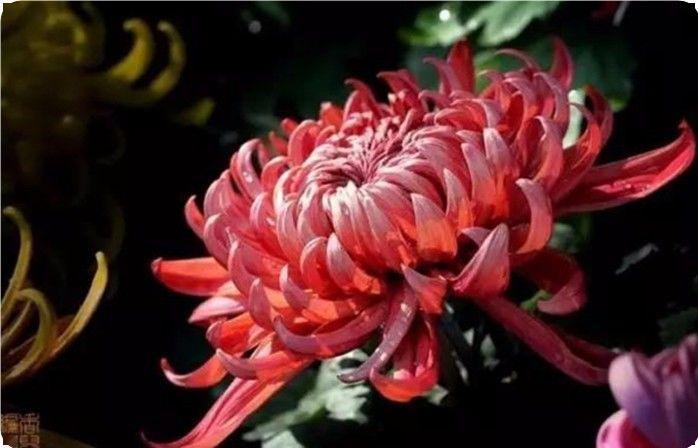 50幅菊花图,50句菊花诗,美到心醉!