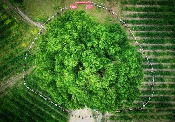 樟树人口_武汉为500棵树木植皮,百岁老树换新颜