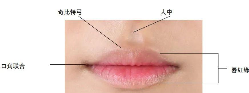 唇部体表解剖学