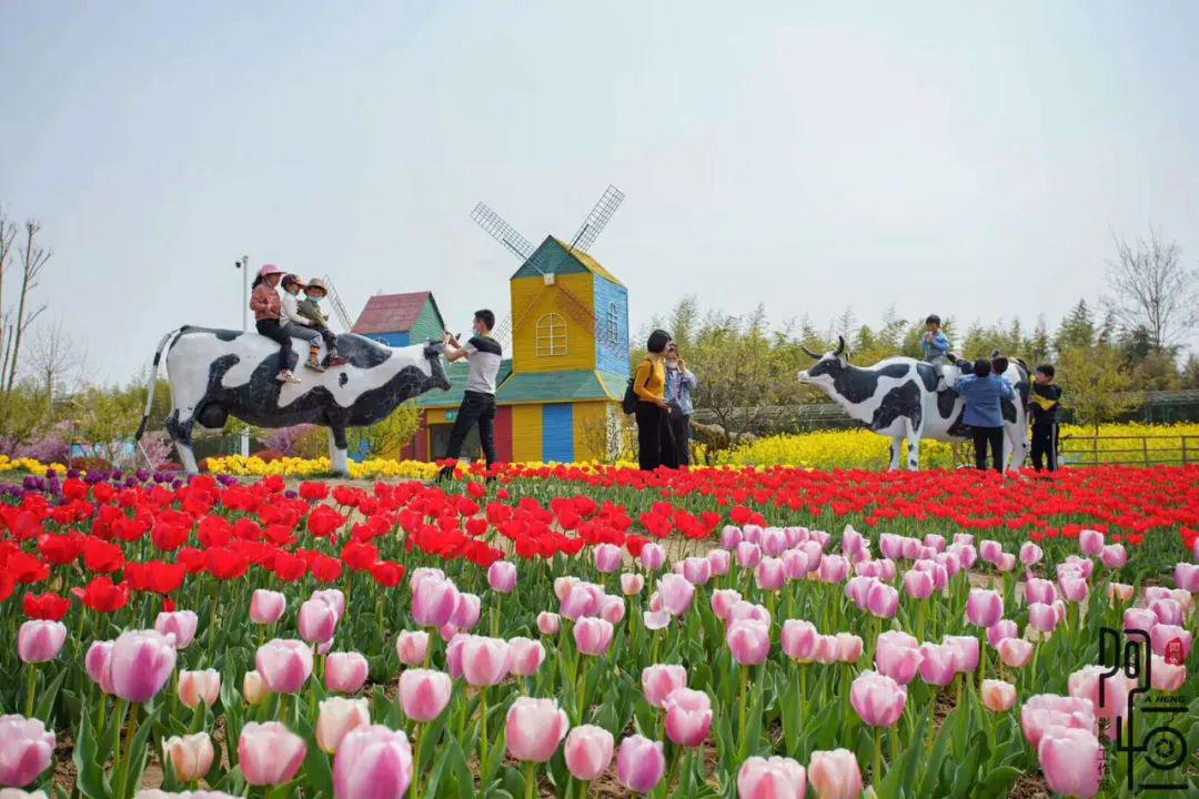 清明踏青赏花 兰陵旅游迎来复苏