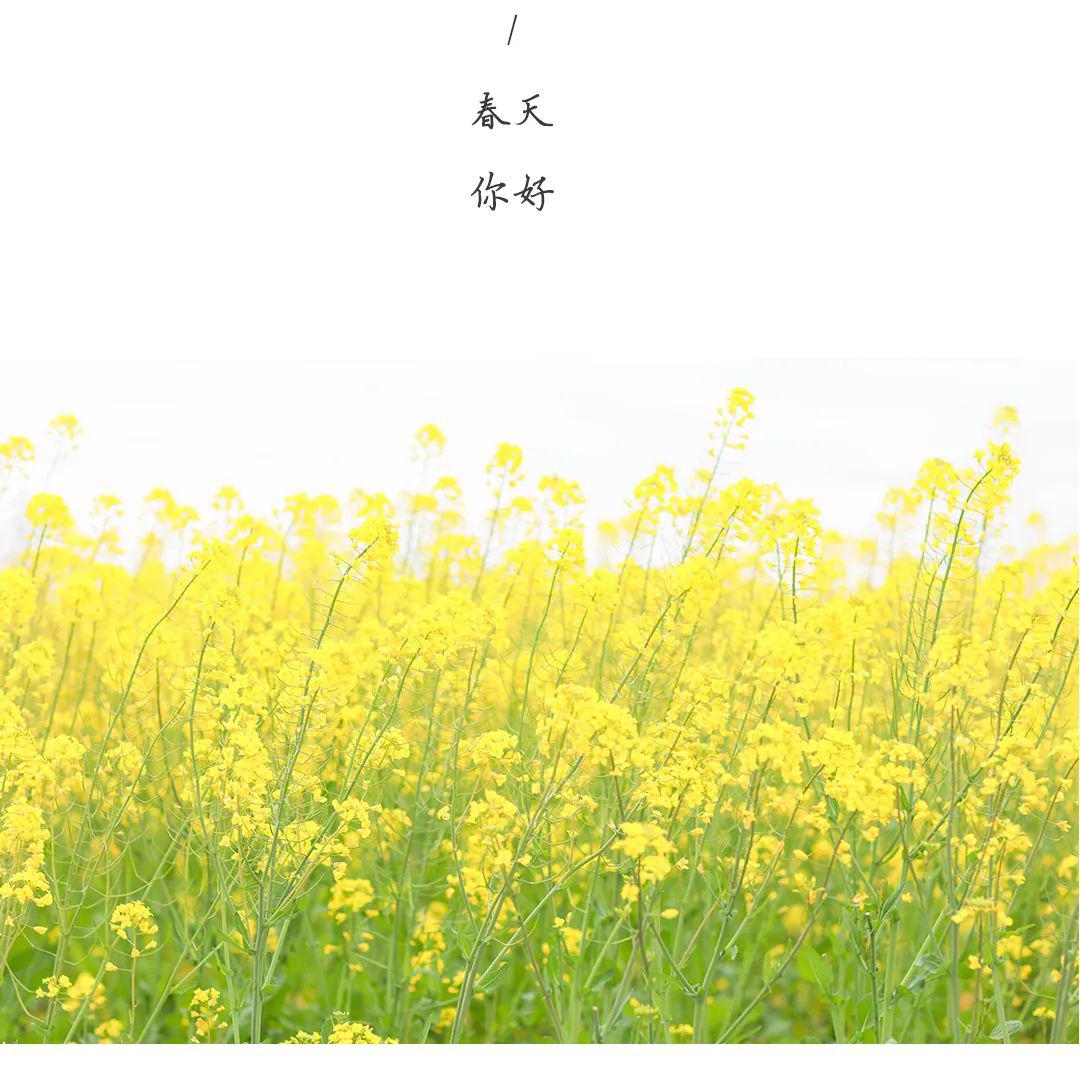 茶歇裙 | 若你是春天里的油菜花