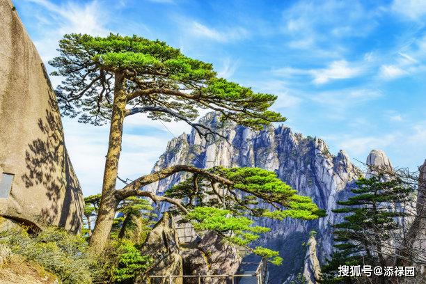 原创黄山风景区利用好天气,实施并完成对迎客松,黑虎松2020年首轮防雷