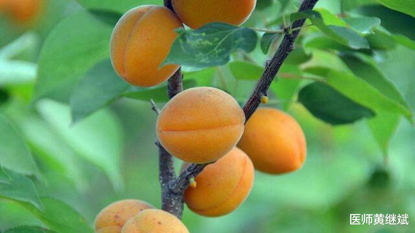 富含多种人体必需维生素 多吃能改善肤质 杏子的功效有哪些 食用