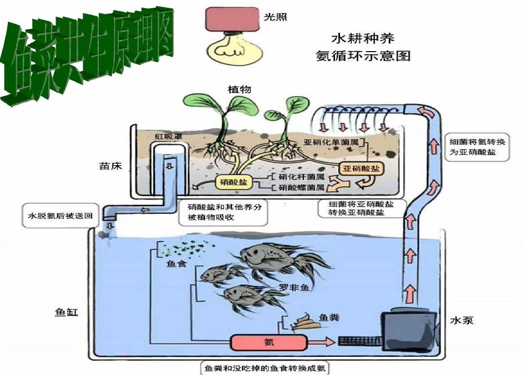 建造一个有效的鱼菜共生系统,你需要了解的5个秘密