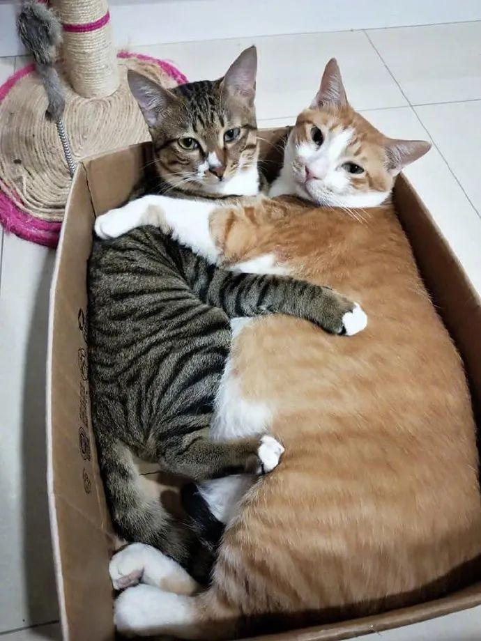 一只猫咪在箱子里 6ac27c94ba7345c29b91b8e41881dba2.jpeg