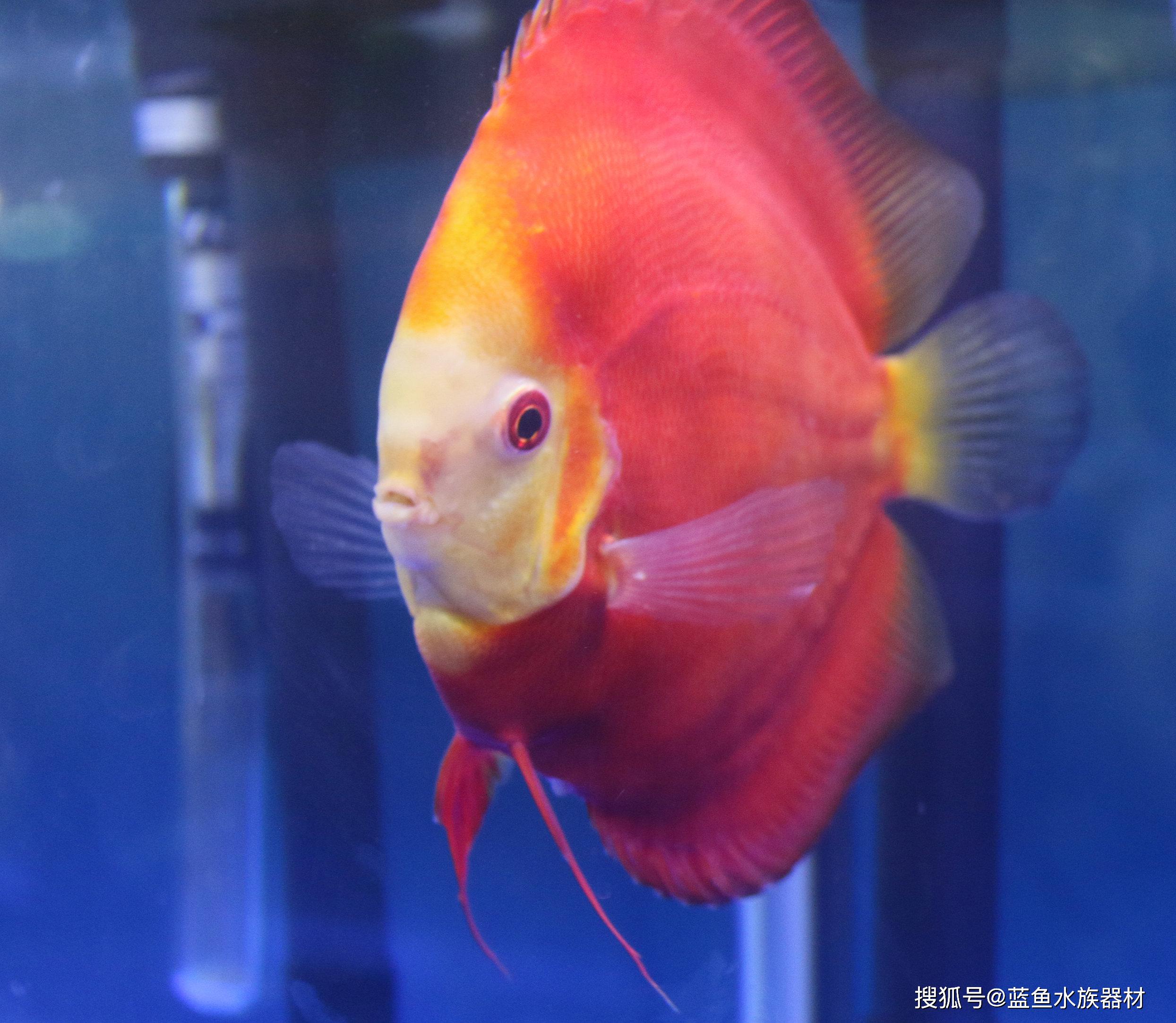 七彩神仙鱼虽然被叫做黄棕盘丽鱼或盘丽鱼