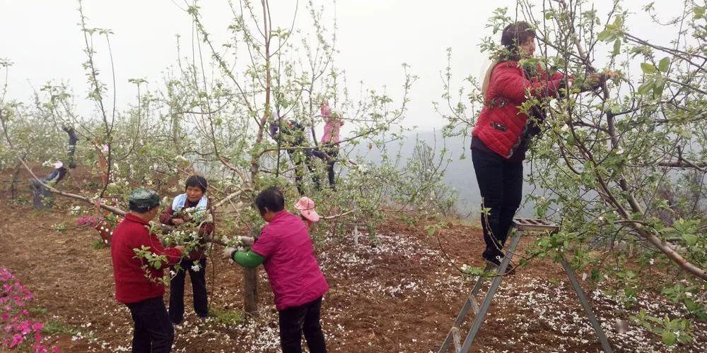 苹果树花期三不宜及疏花疏果十看一定得注意