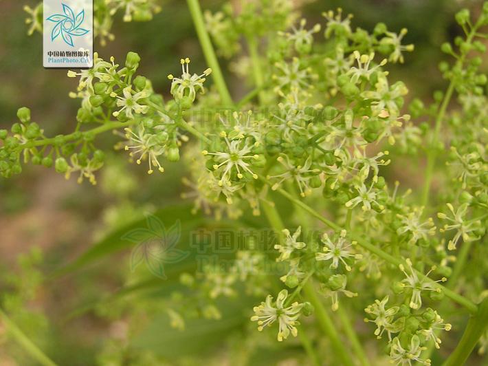 臭椿的花朵呈长圆形,淡绿色,雄花花丝长于花瓣,雌花花柱短于花瓣.