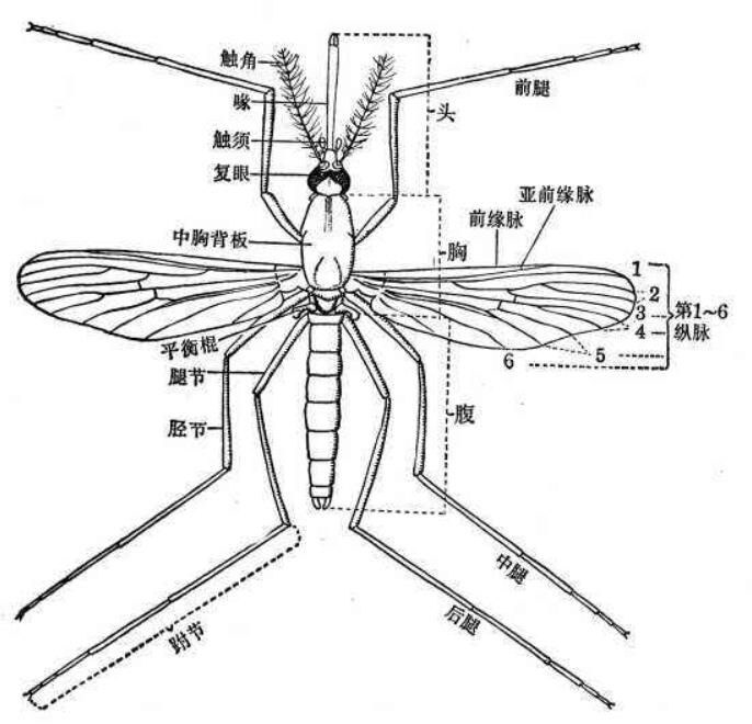 纽约动物园老虎确诊,蚊子是不是新冠病毒携带者?