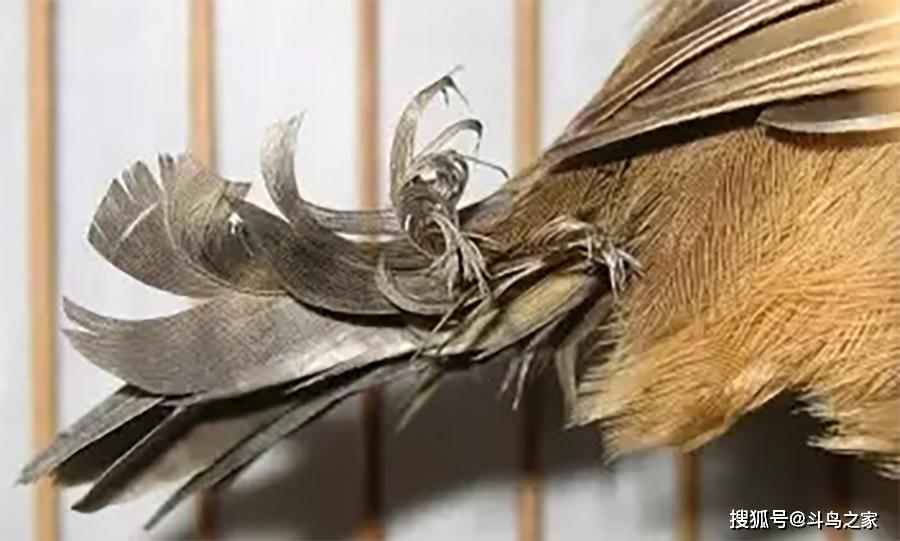 画眉鸟驱虫的正确姿势,这些小妙招您都知道吗?