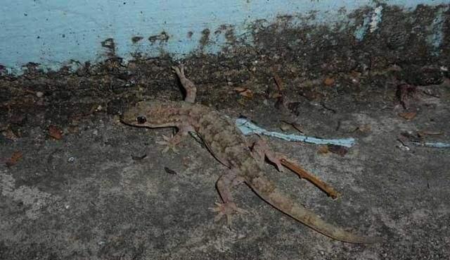 壁虎看到人就跑 8a46c1cbdd33466e9db47a0bec38f308.jpeg