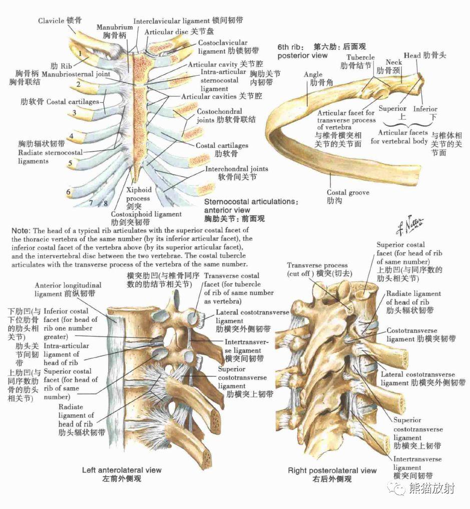 解剖丨胸壁,肺,支气管