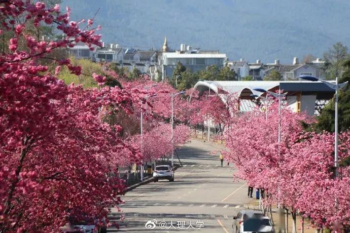 7百万人在线赏花,五大高校争春,北京居然没有上榜?