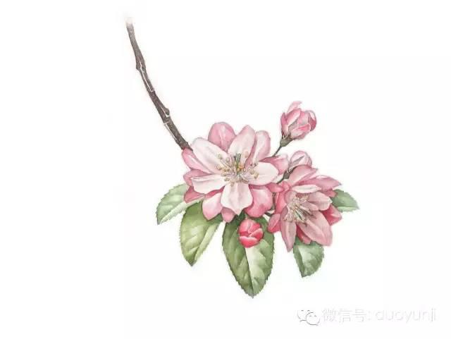 一首诗秒懂桃杏李梅樱梨海棠花