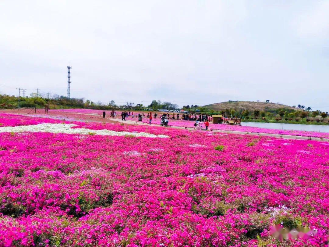 郁金香高地