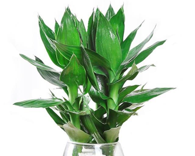 富贵竹怎么养越养越旺 a6b8e1e7cd3e424f9037d70dff3d3cc0.jpeg