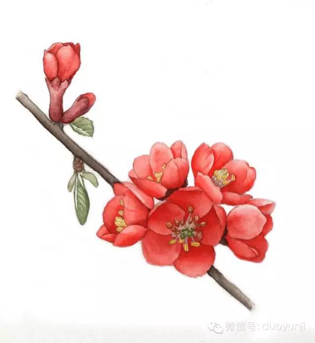 一首诗秒懂桃杏李梅樱梨海棠花