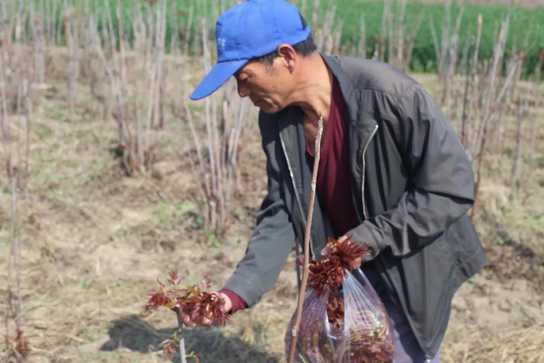 村民正在采摘香椿.