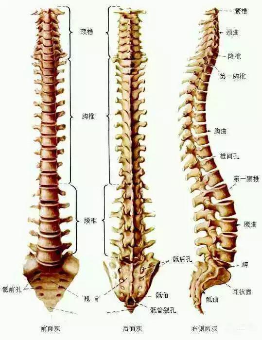 而脊柱柔韧性的减弱是人体衰老的最早征兆,因为它不仅让你