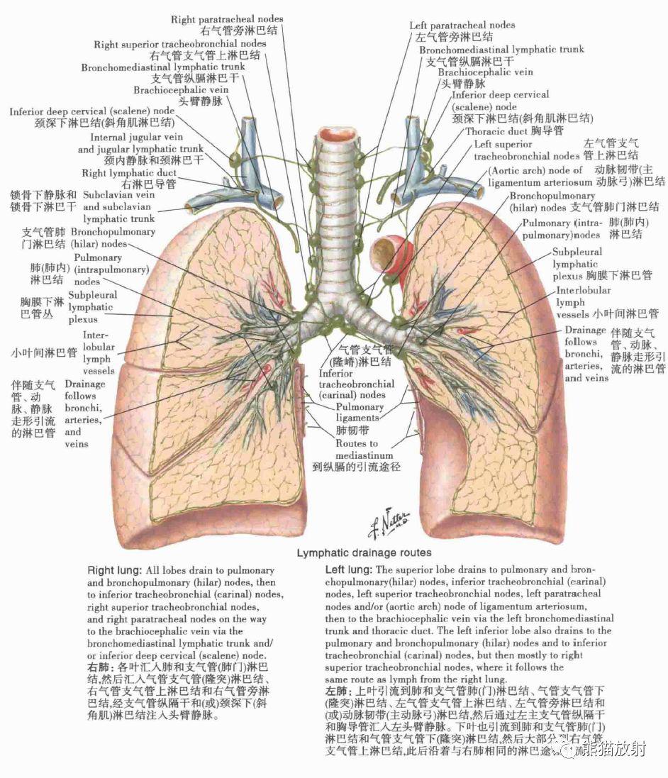 示意图支气管的系统命名:示意图气管和主支气管支气管肺段肺:内侧面观