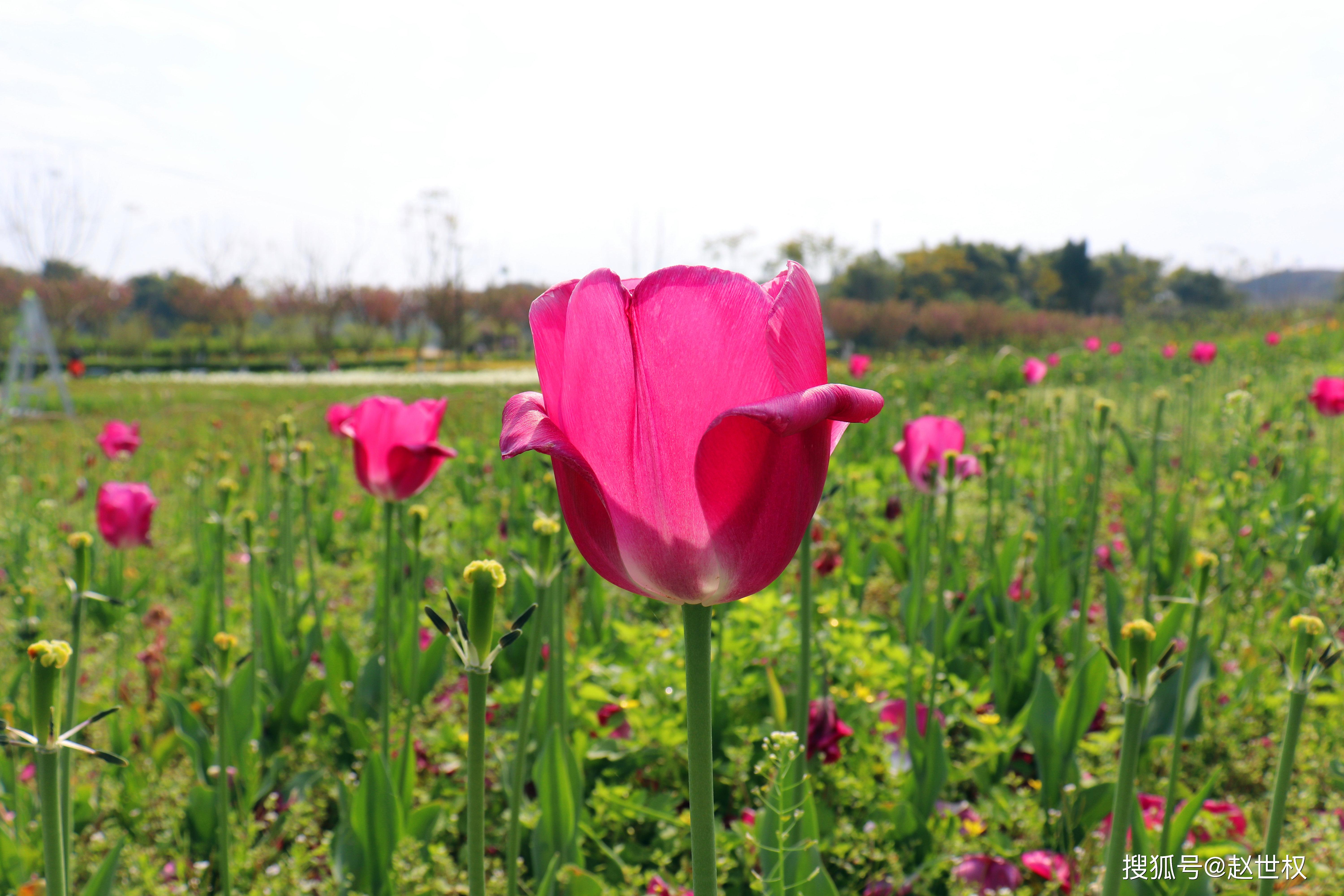 岳池县银城花海 春花灿烂之时