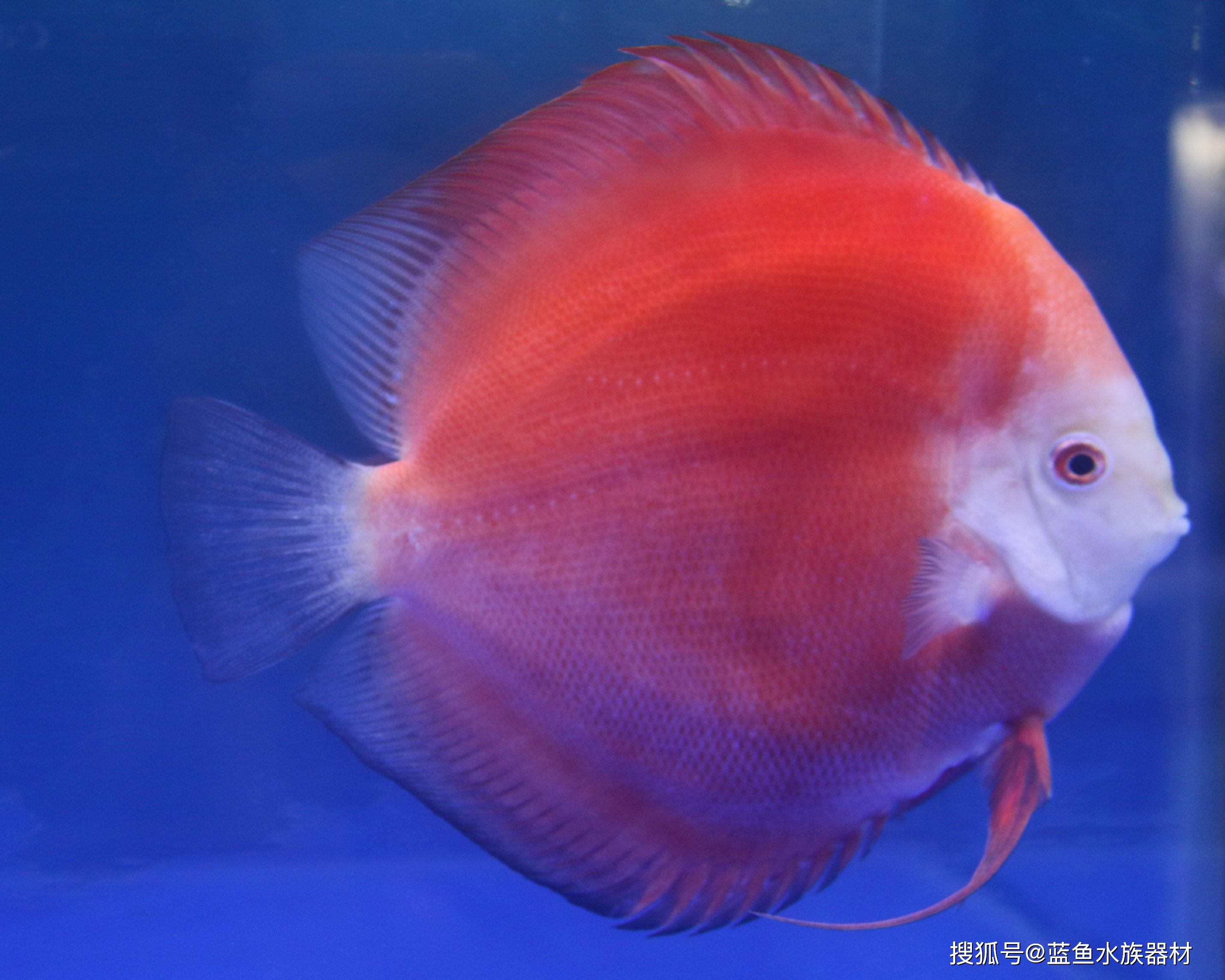 七彩神仙鱼虽然被叫做黄棕盘丽鱼或盘丽鱼