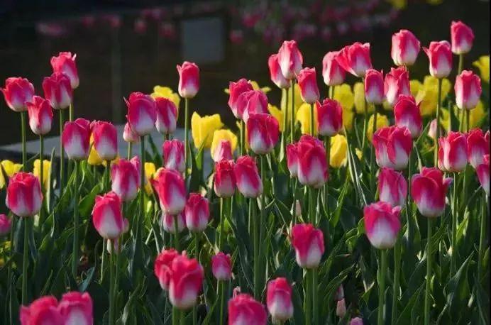云赏花 | 郁金香花开满地,宅家里一样看风景!