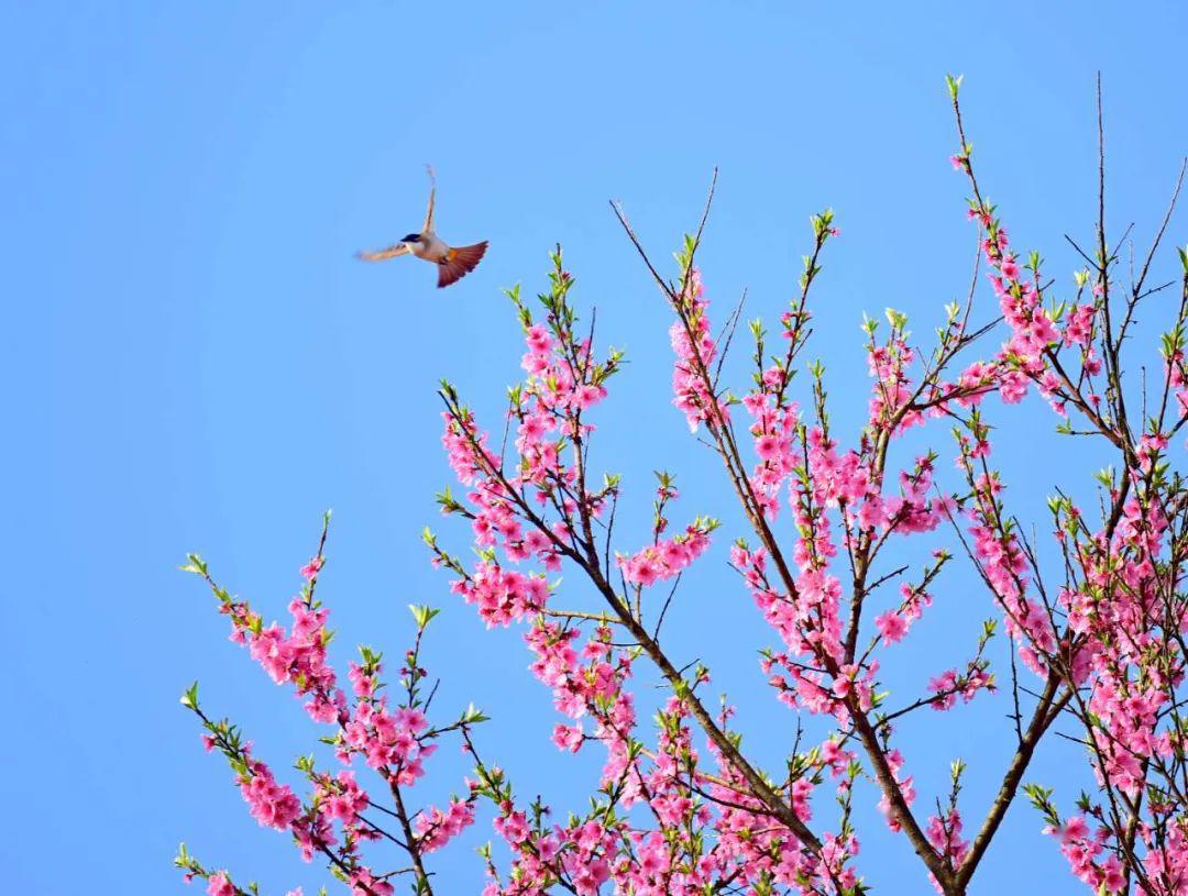 生机勃勃,最美春光  鸟语花香是春天最美好的景象.