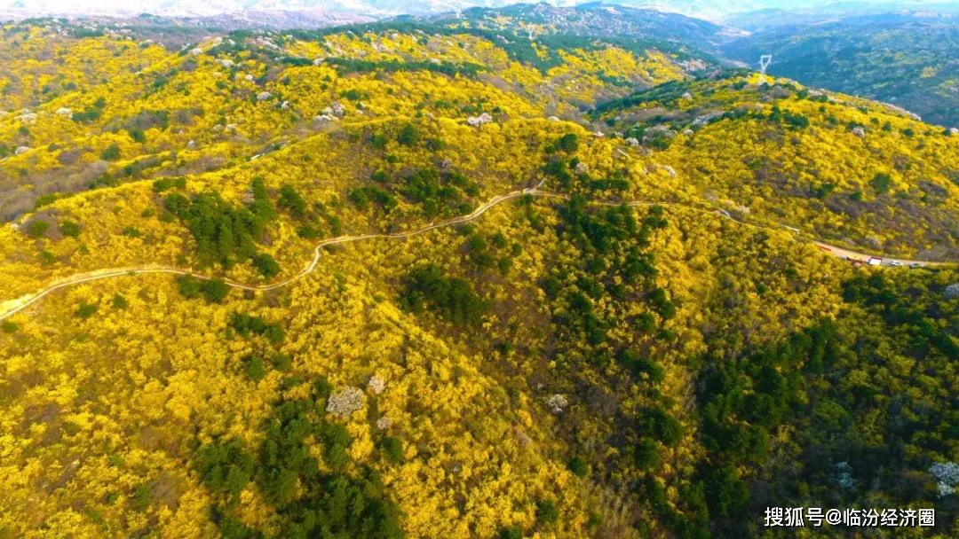 中国最美花海——黄花岭临汾金融网讯 4月6日,安泽县通过智慧安泽